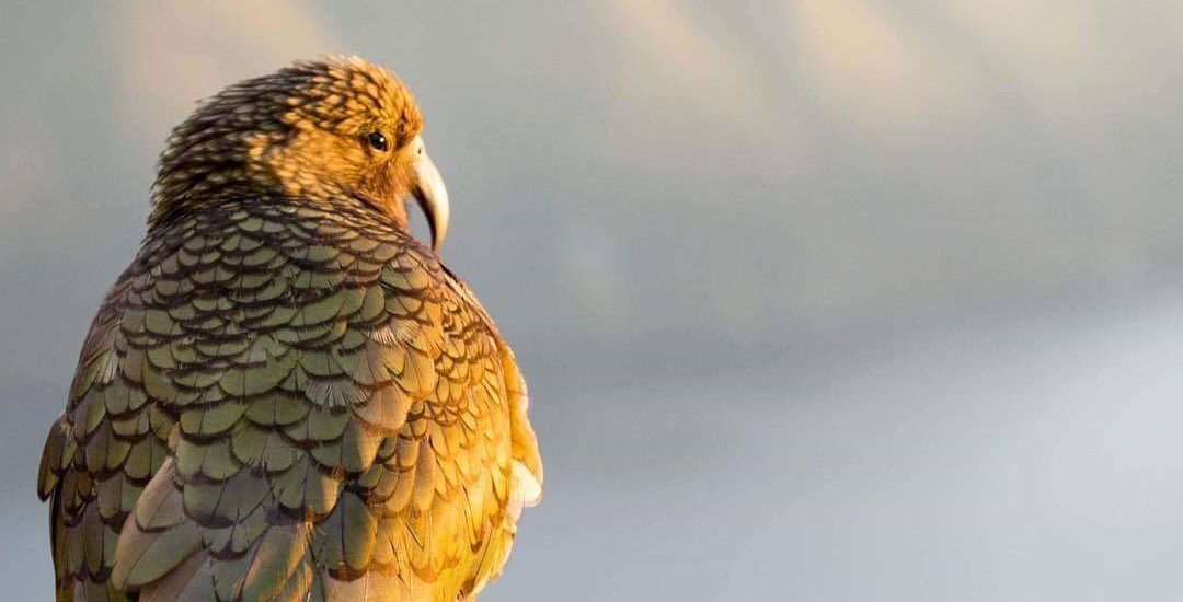 Kea animal nouvelle zelande