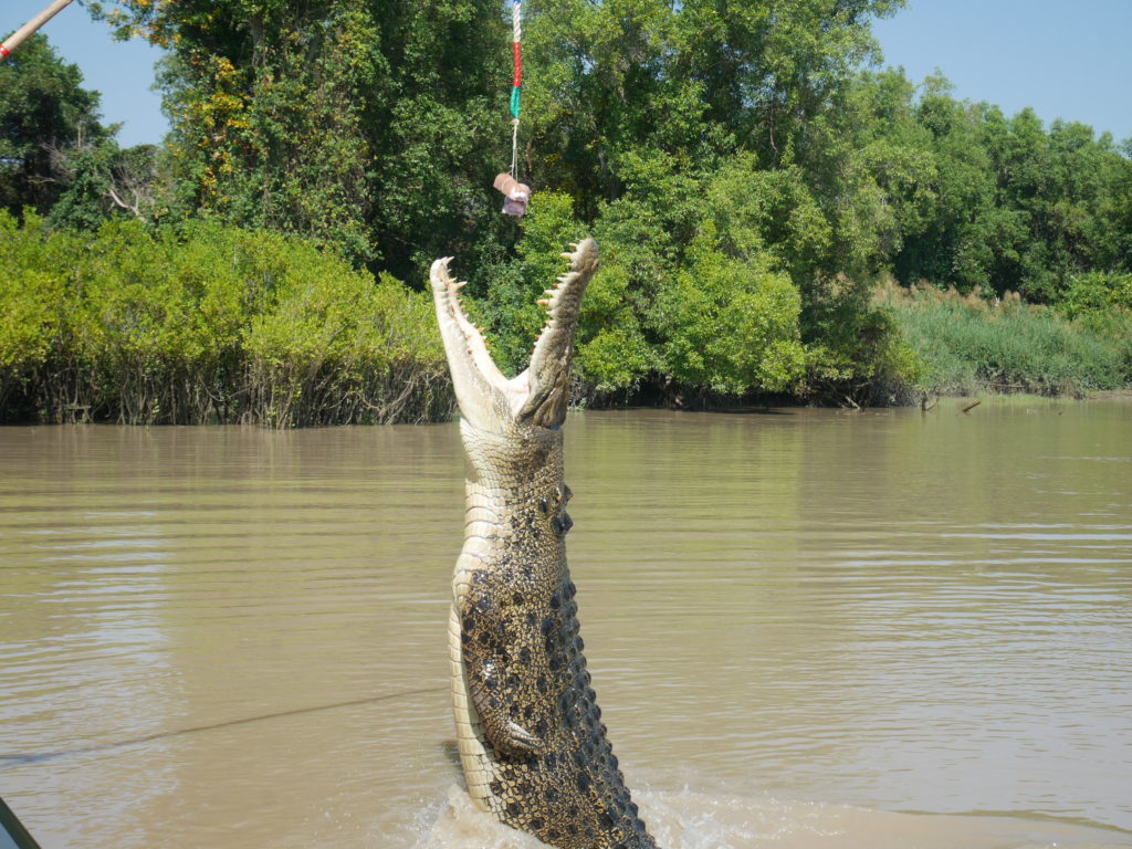 crocodile australia