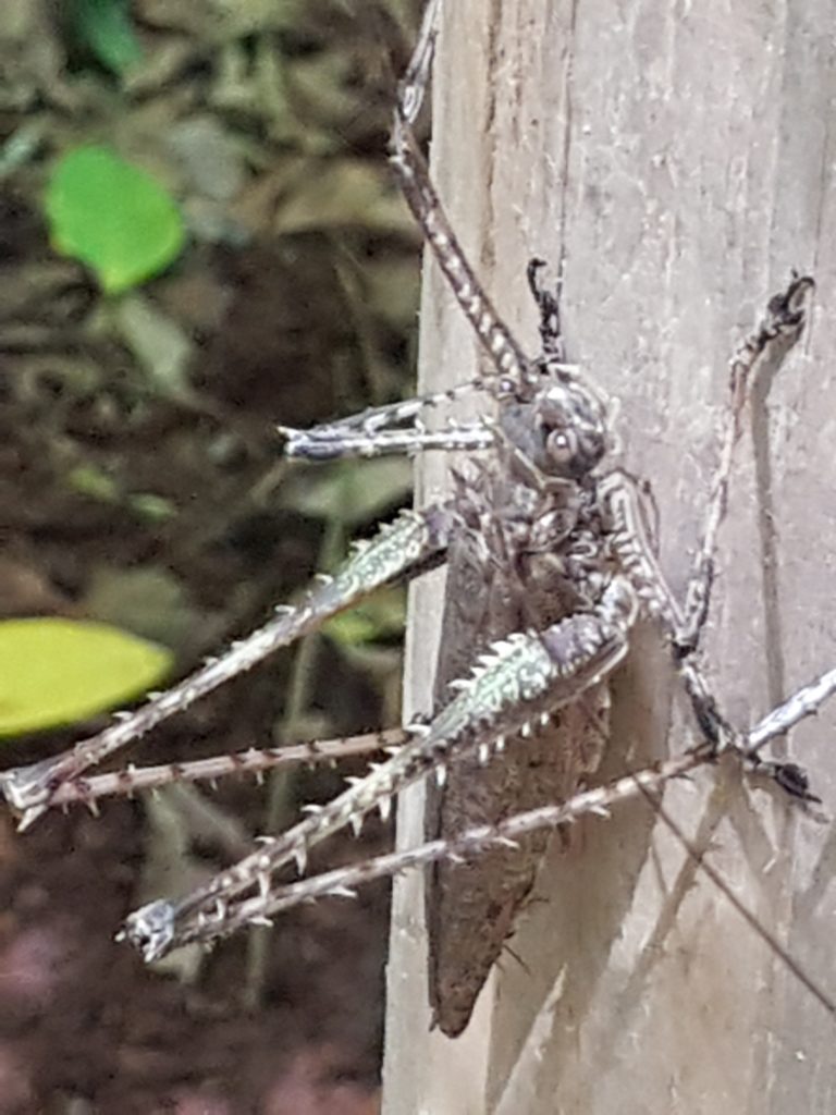 daintree forest insekt Australie